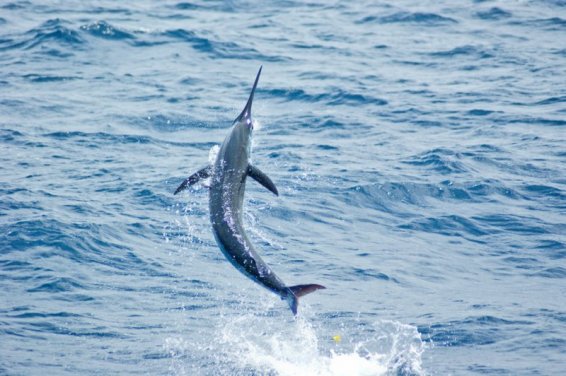 Deep Sea Fishing Jaco Costa Rica