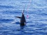 Fishting Marlin off of Los Suenos