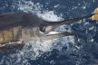 Fishting Marlin off of Los Suenos