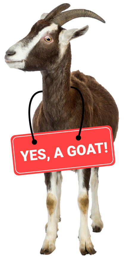 An image of a brown goat with a red sign hanging around it necks that reads: Yes, A Goat!