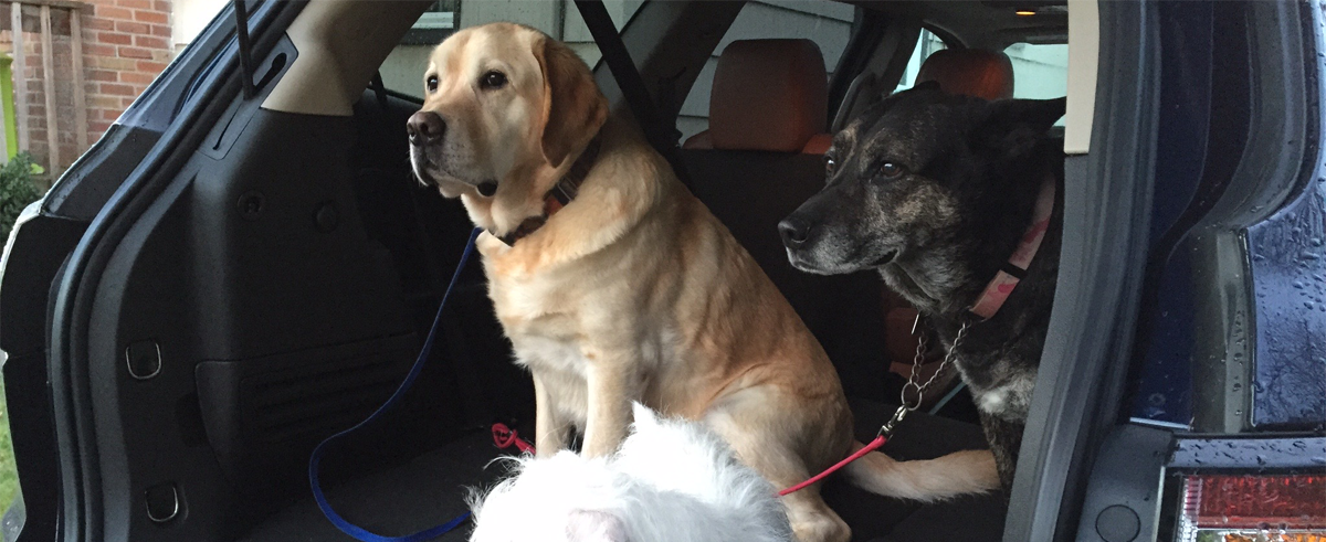 eyes on auto's highway hounds