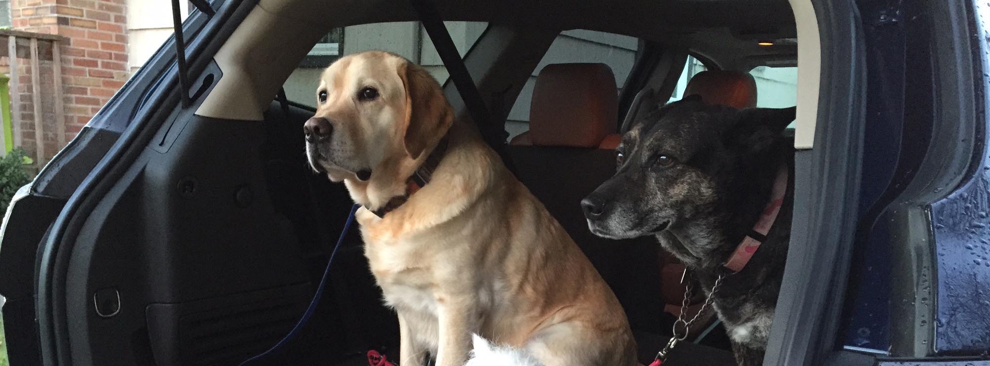 eyes on auto's highway hounds